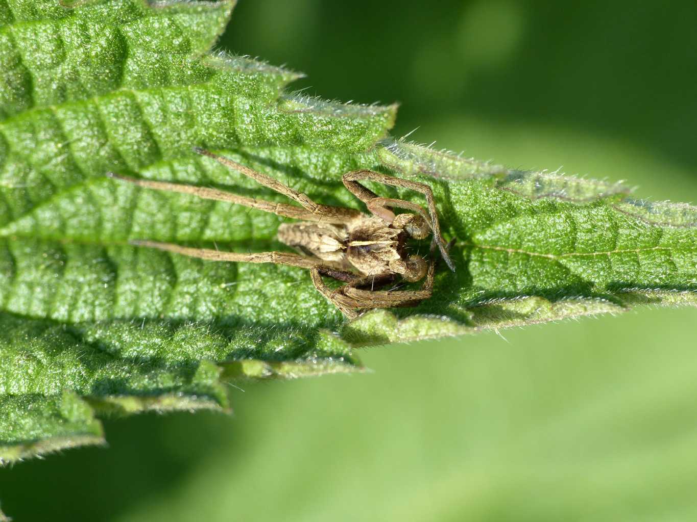 Giovani Pisaura sp. in pose Yoga - Roma